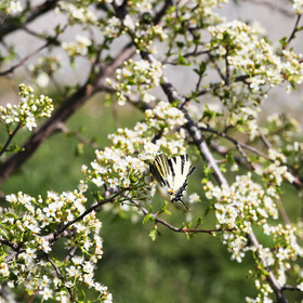 Papillon Flambé (Iphiclides podalirius)