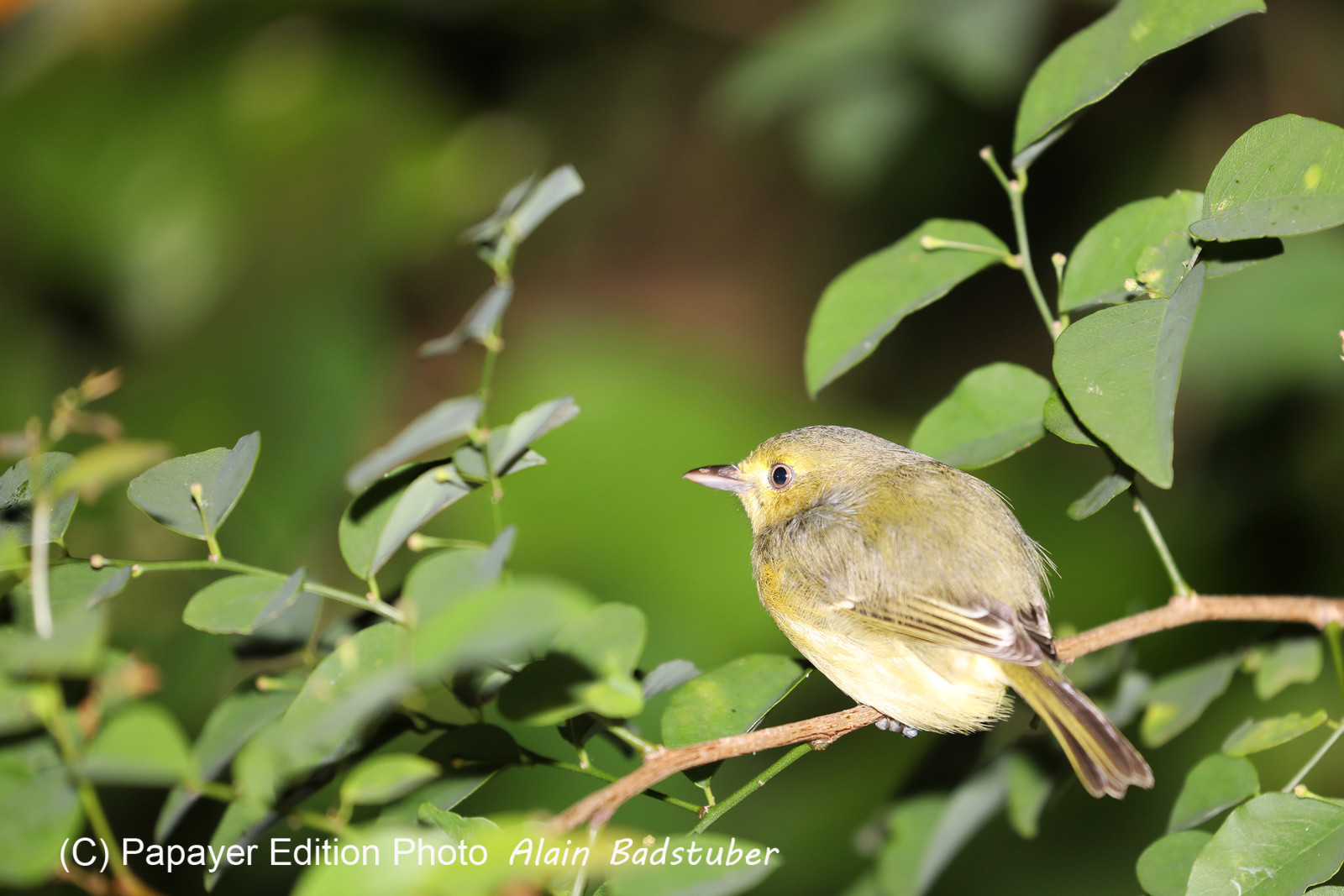 Deuxième séjour à Sarteneja, Bélize, Novembre - Décembre 2021