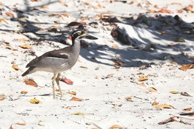 Oiseaux à Cape Tribulation