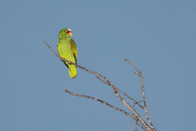 Deuxième séjour à Sarteneja, Bélize, Novembre - Décembre 2021