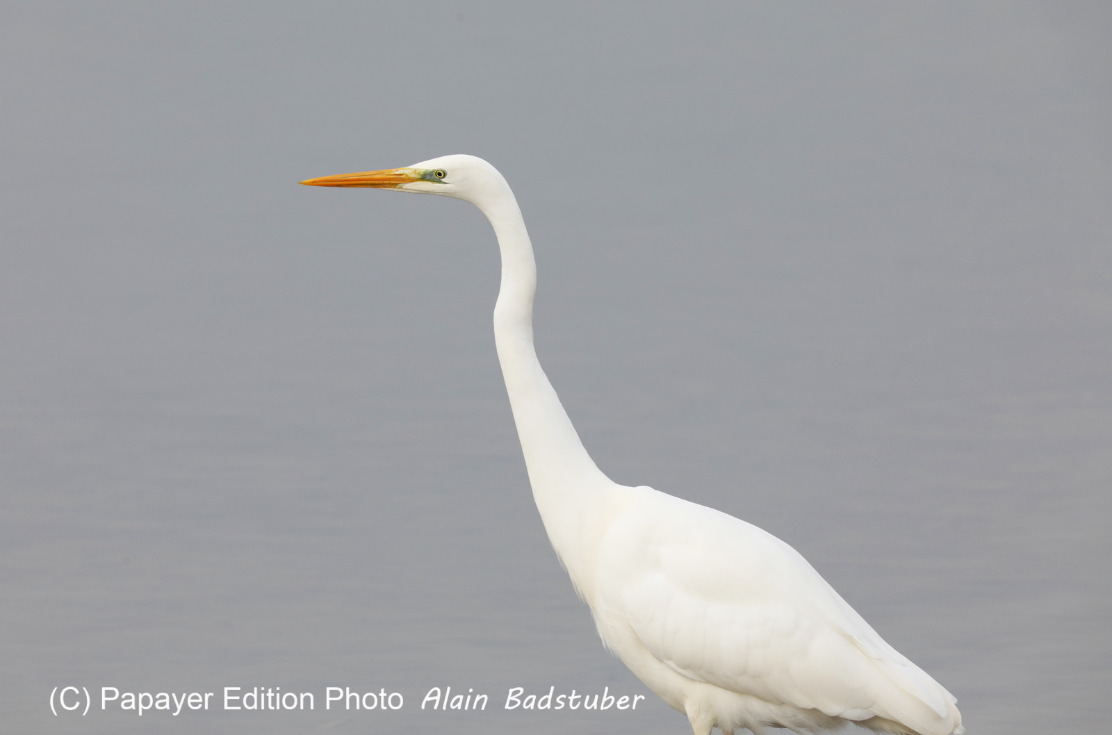 Faune et Flore de Suisse, 2022, Champs-Pittet, Grande Aigrette