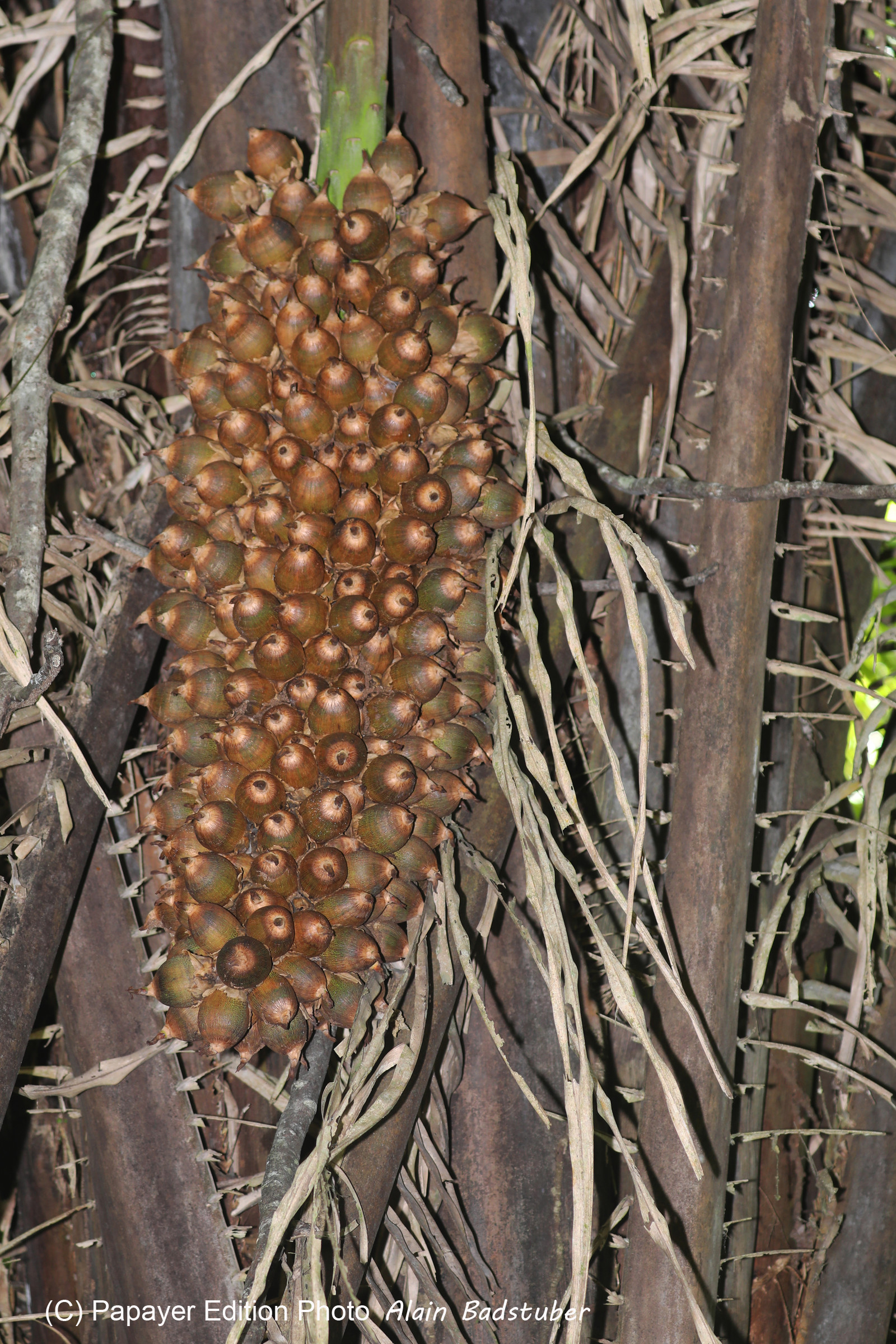 Quatre jours de terrain à Punta Gorda