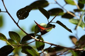 Images_Belize_2011_064