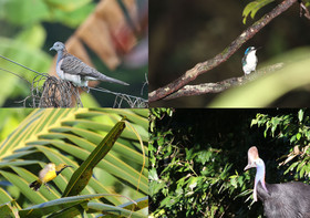 L'Australie à Cow Bay et Cape Tribulation en 2017