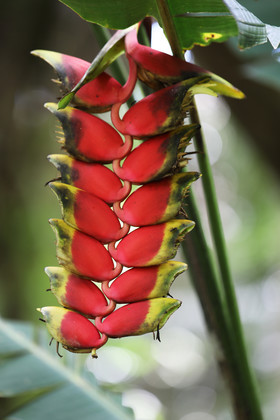 Quatre jours de terrain à Punta Gorda