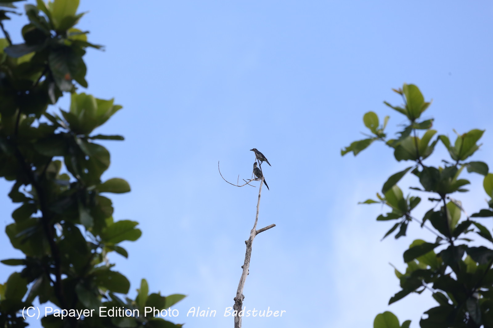 L'Australie à Cow Bay et Cape Tribulation en 2017