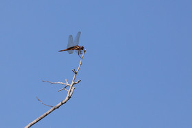 Deuxième séjour à Sarteneja, Bélize, Novembre - Décembre 2021
