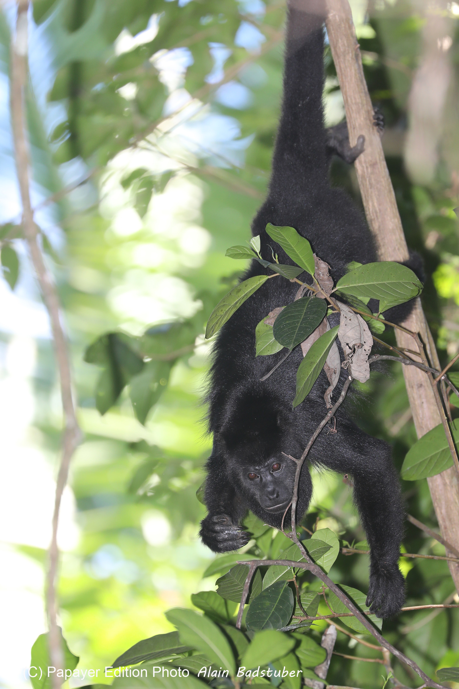 Singes hurleurs à Punta Gorda, Bélize