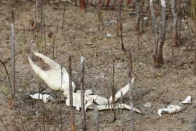 Deuxième séjour à Sarteneja, Bélize, Novembre - Décembre 2021