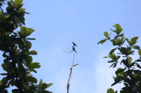 L'Australie à Cow Bay et Cape Tribulation en 2017