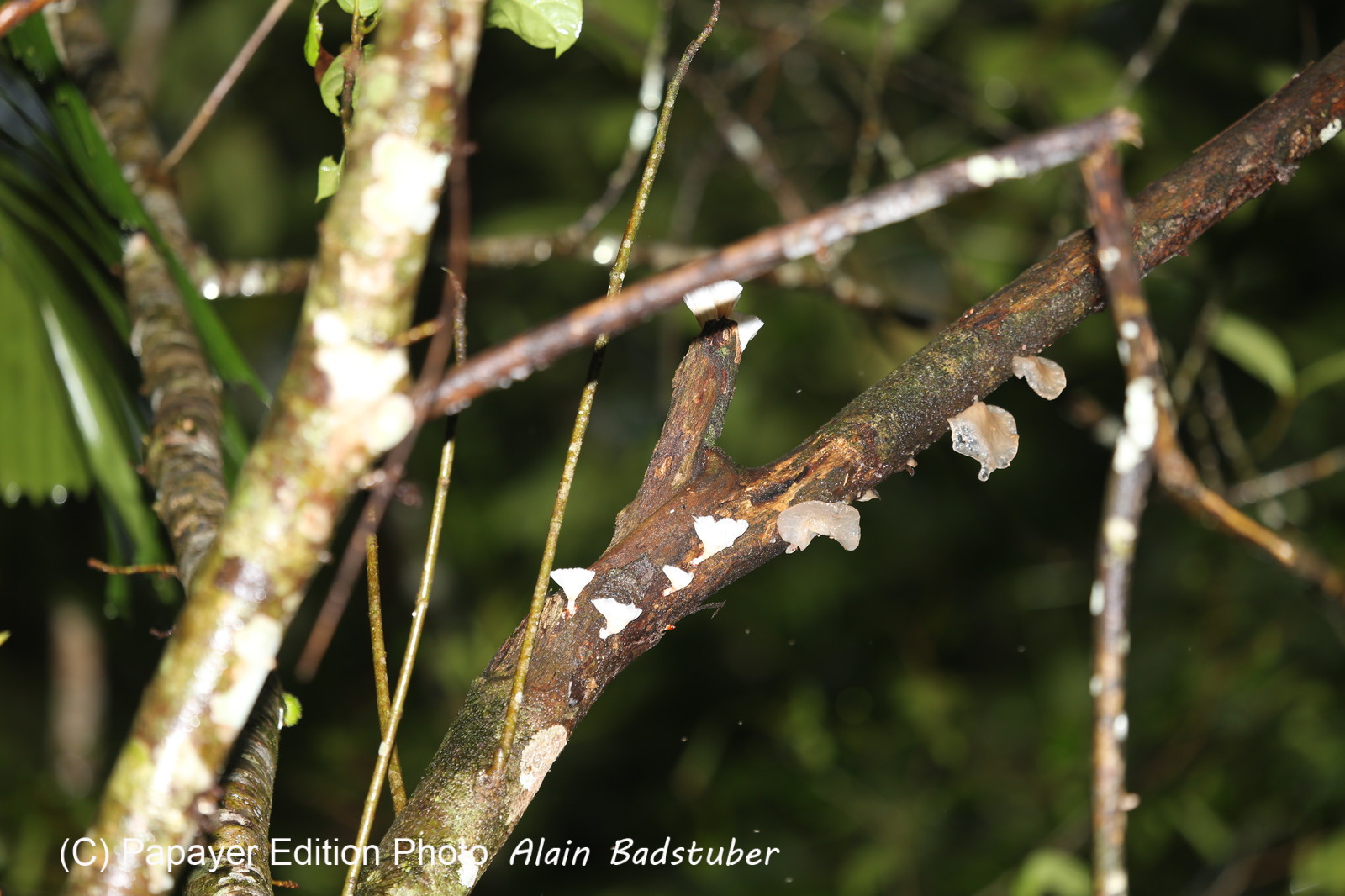 L'Australie à Cow Bay et Cape Tribulation en 2017