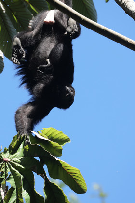 Singes hurleurs à Punta Gorda, Bélize