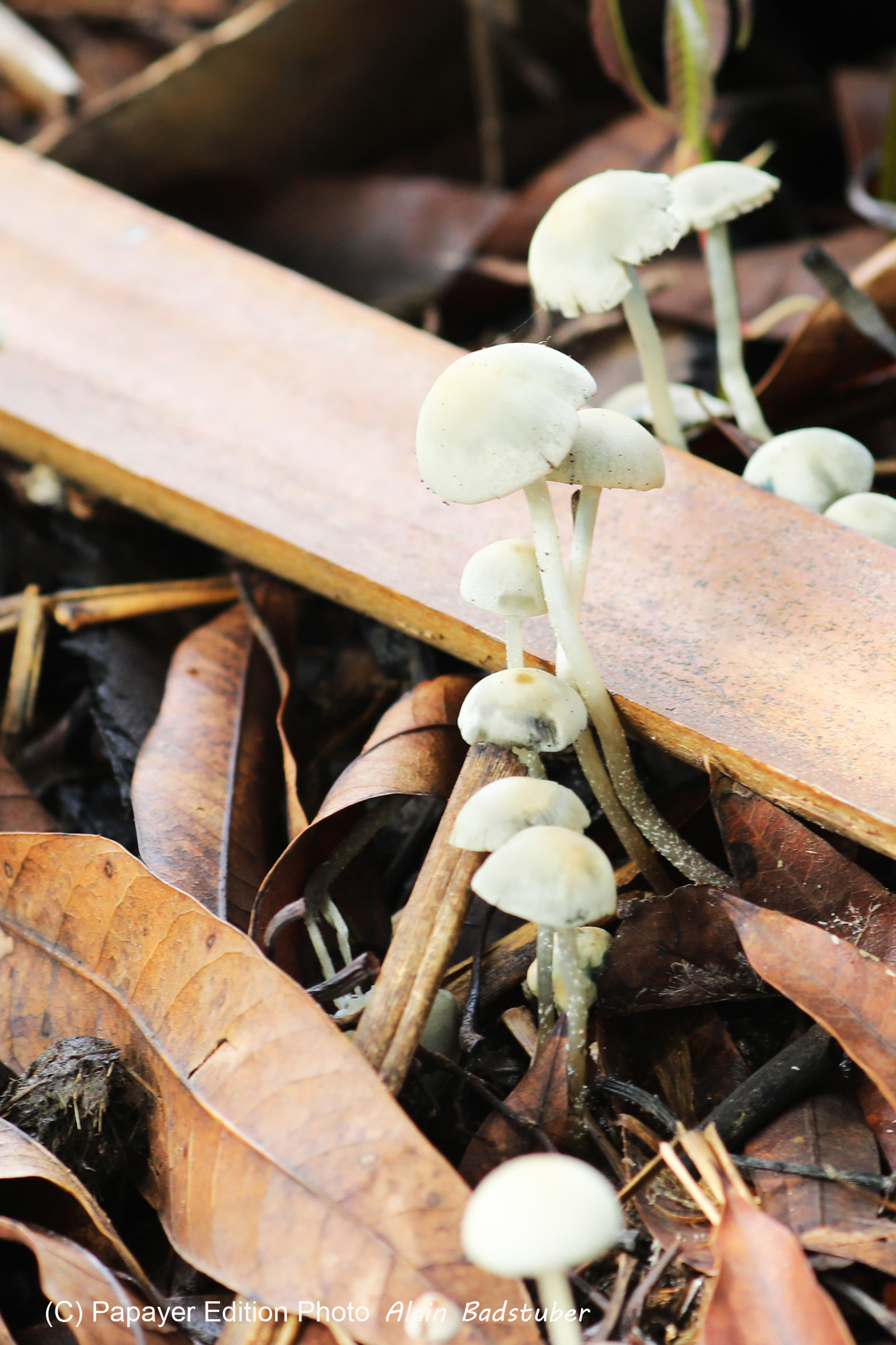 Végétaux et Champignons