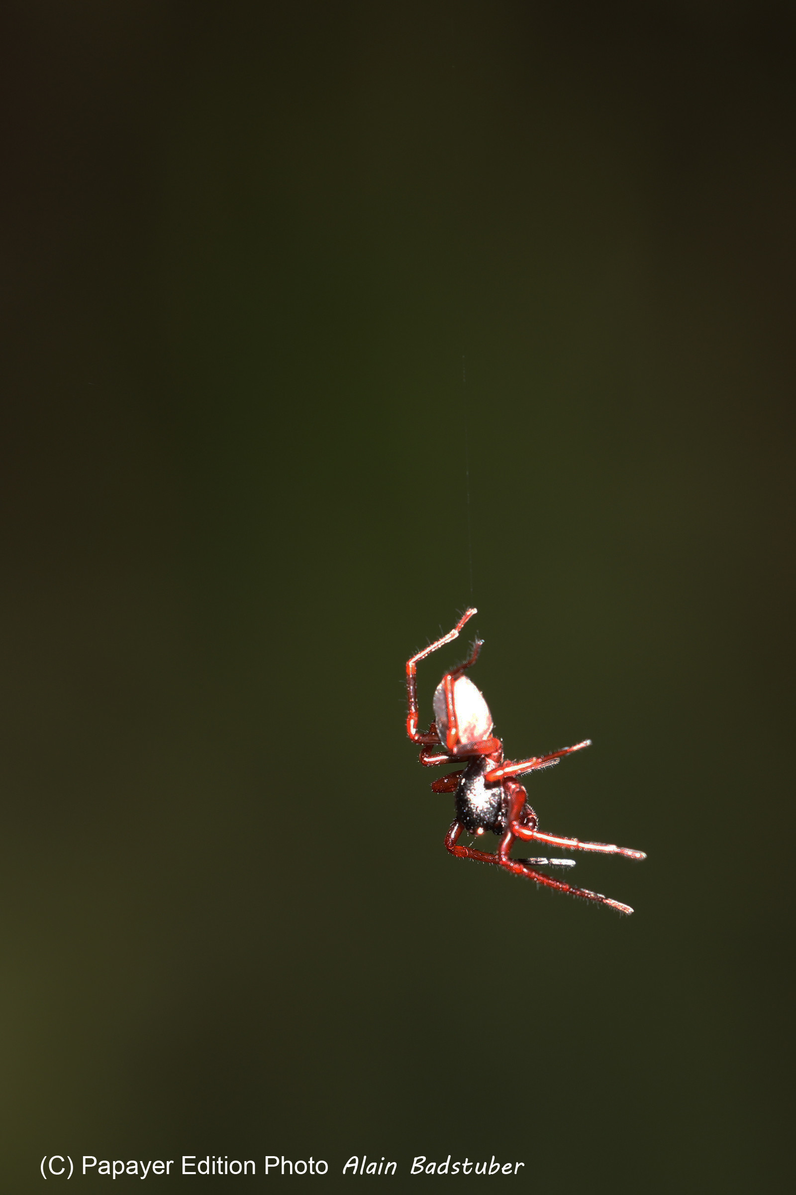 Quatre jours de terrain à Punta Gorda
