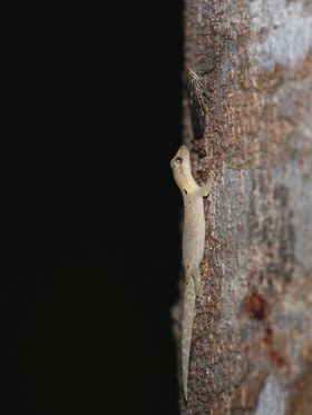 Reptiles à Cape Tribulation