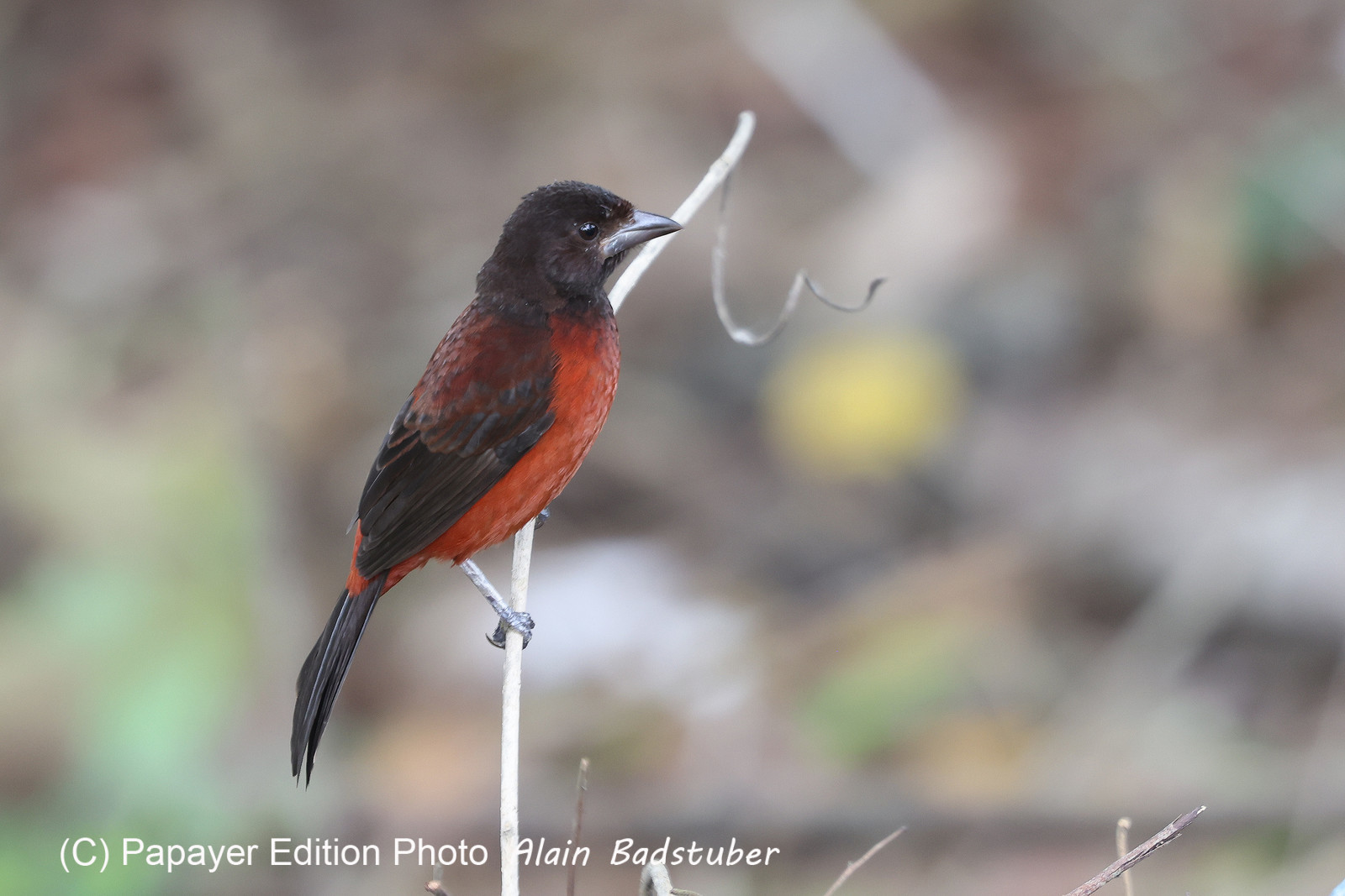 Punta Culebra Nature Center