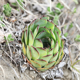 En attente de floraison pour détermination...