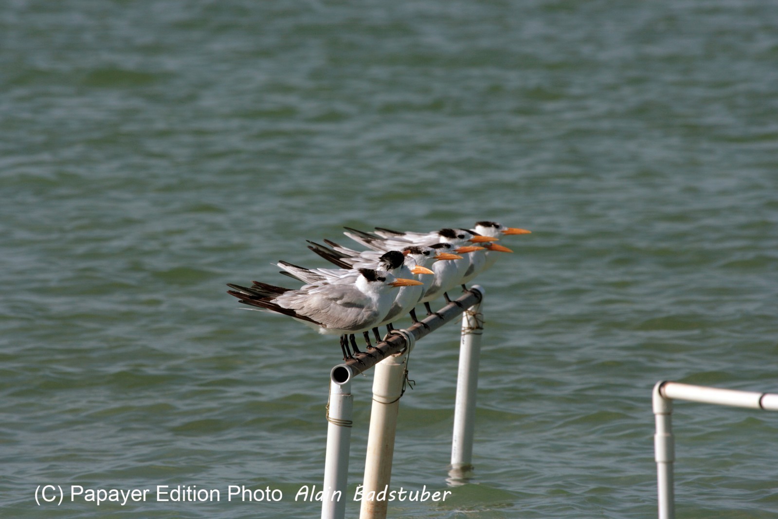 Images_Belize_2011_383