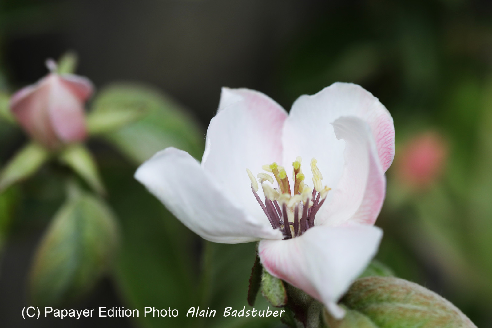 Rosacae en cours de détermination...
