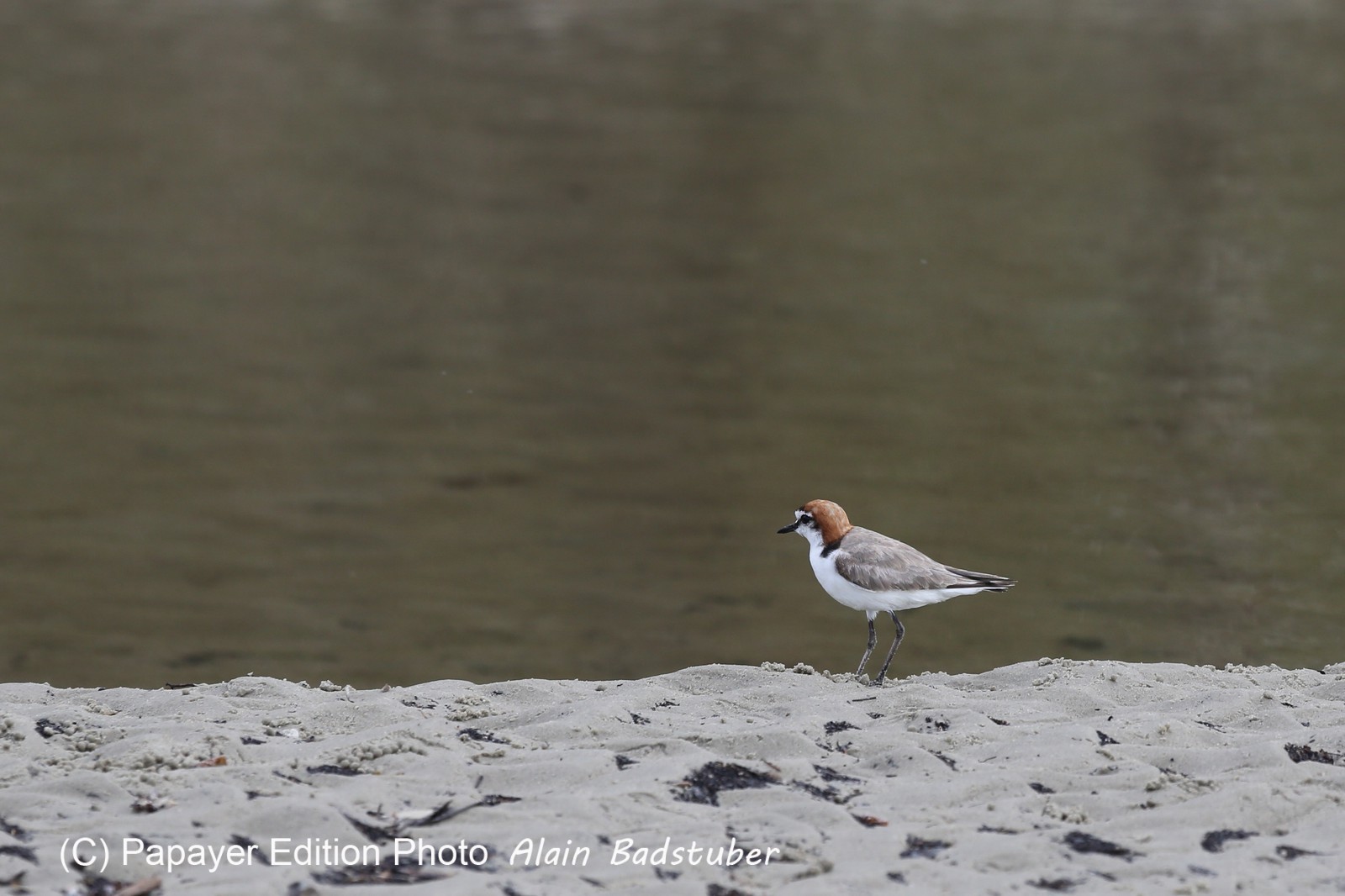 Oiseaux à Cape Tribulation