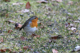 Faune et Flore de Suisse, 2022
