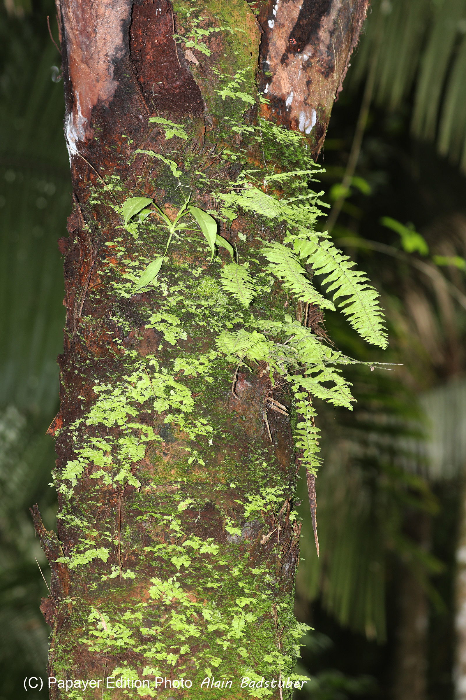 Quatre jours de terrain à Punta Gorda