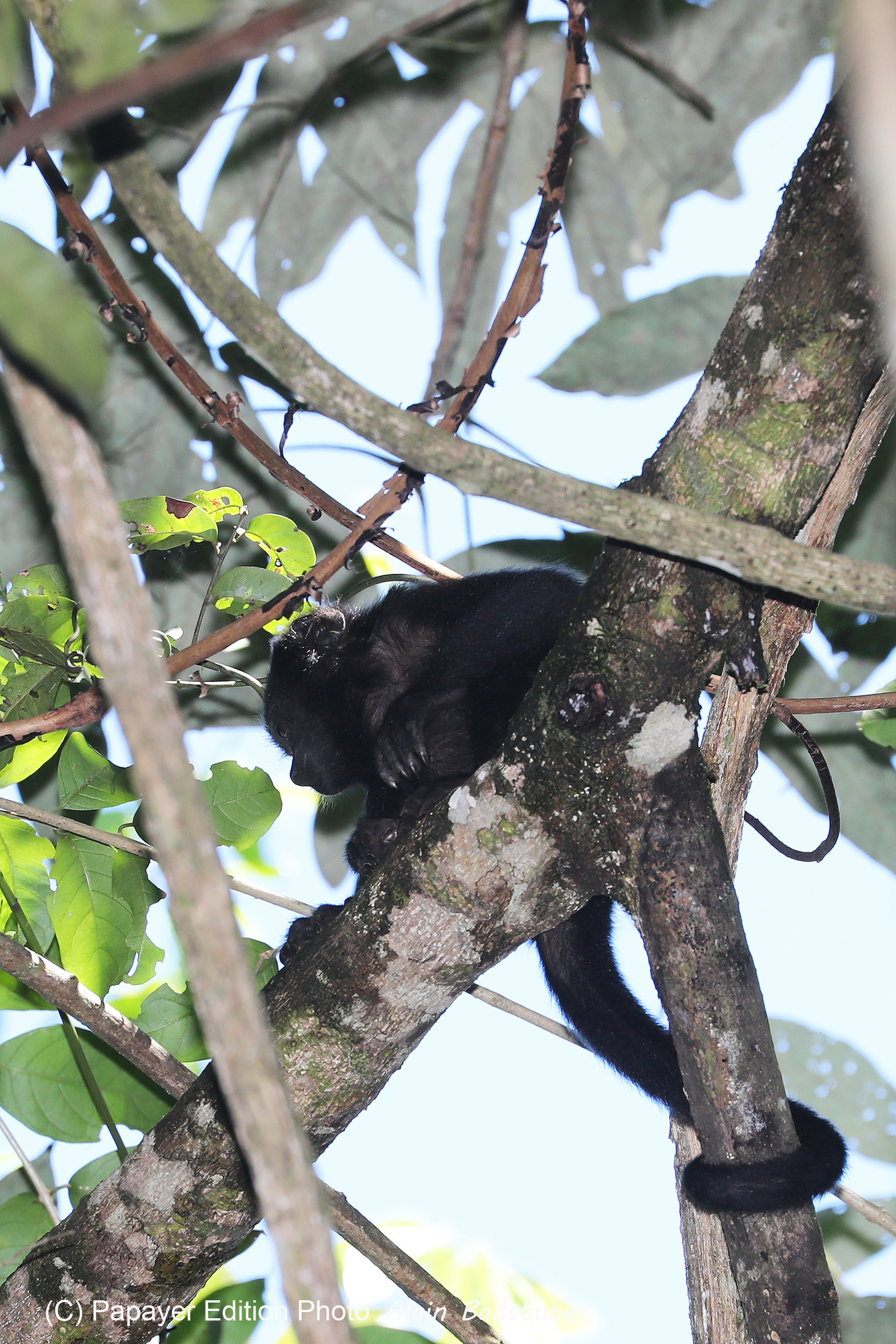 Singes hurleurs à Punta Gorda, Bélize