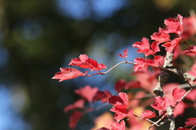 Ile aux oiseaux à Vaumarcus