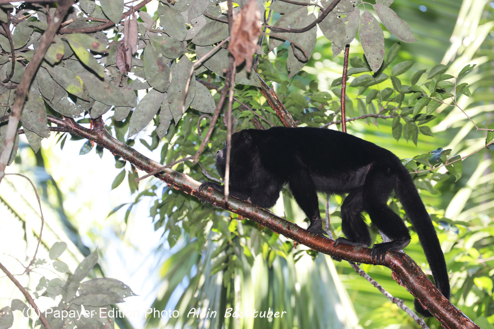 Singes hurleurs à Punta Gorda, Bélize