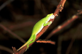 Hickatee Cottages, 4 jours de photo