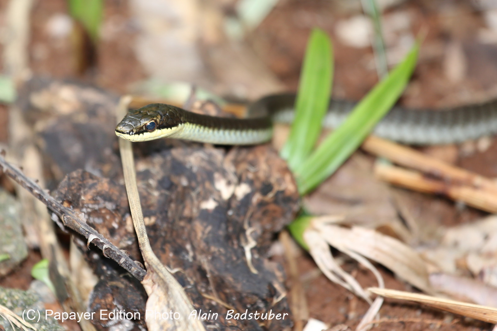 L'Australie à Cow Bay et Cape Tribulation en 2017