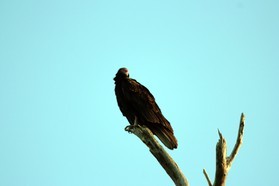 Images_Belize_2011_357