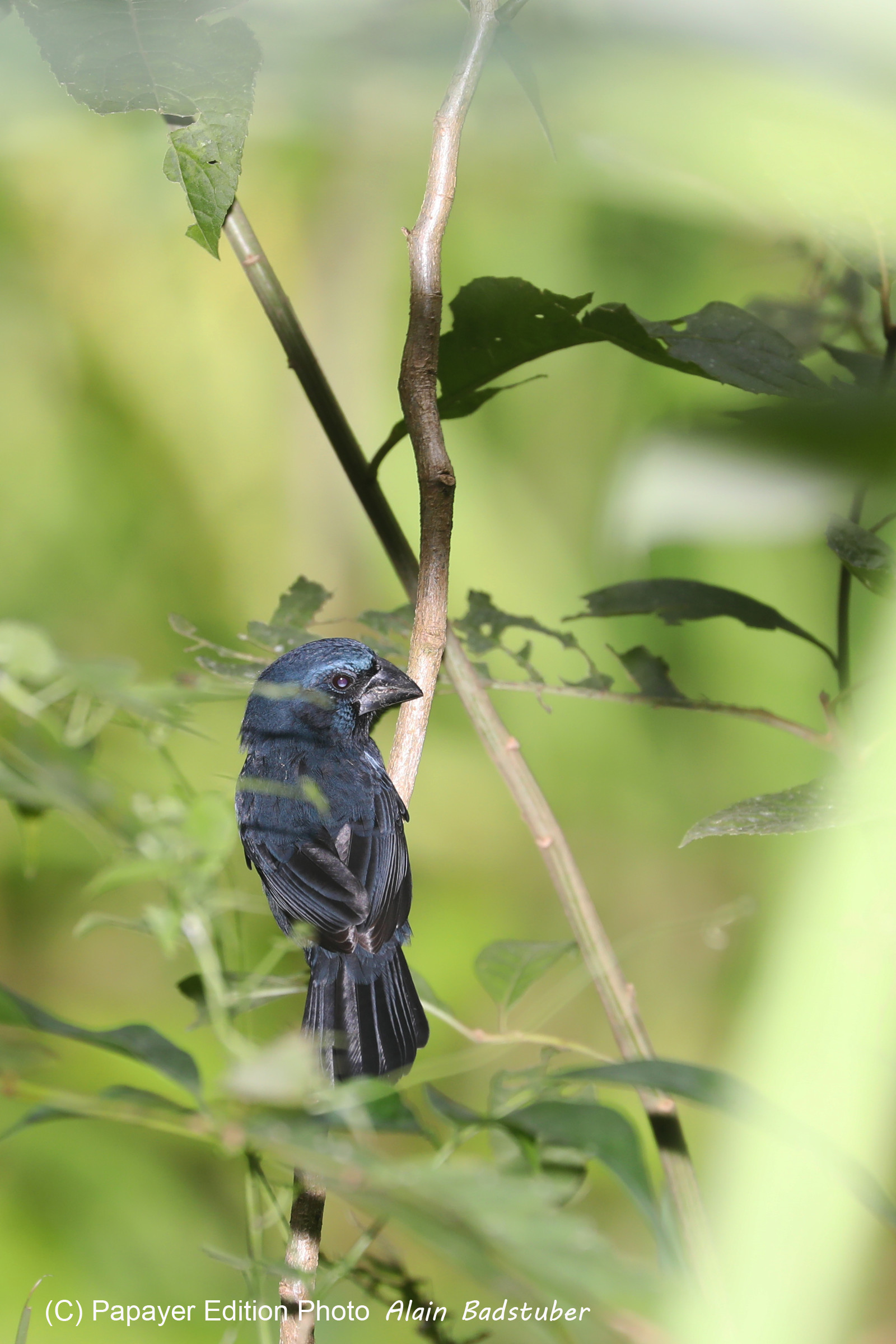 Quatre jours de terrain à Punta Gorda