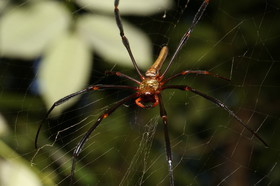 L'Australie à Cow Bay et Cape Tribulation en 2017
