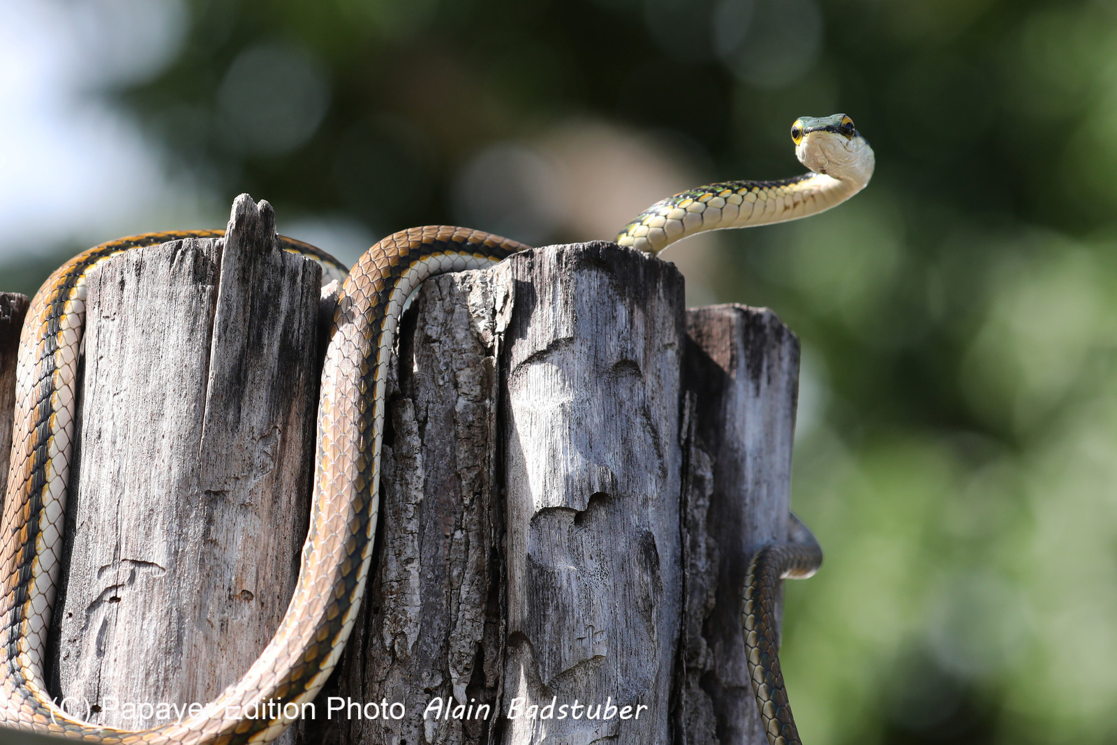 Serpents du Belize, Parrot snake, Leptophis mexicanus