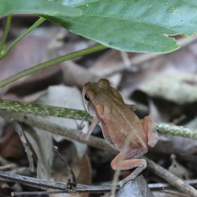 Deuxième séjour à Sarteneja, Bélize, Novembre - Décembre 2021