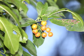Quatre jours de terrain à Punta Gorda