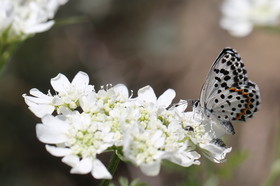Ballade aux Follatères en mai 2018