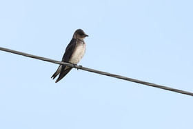 Premier séjour à Crooked Tree , au Bélize en octobre 2021
