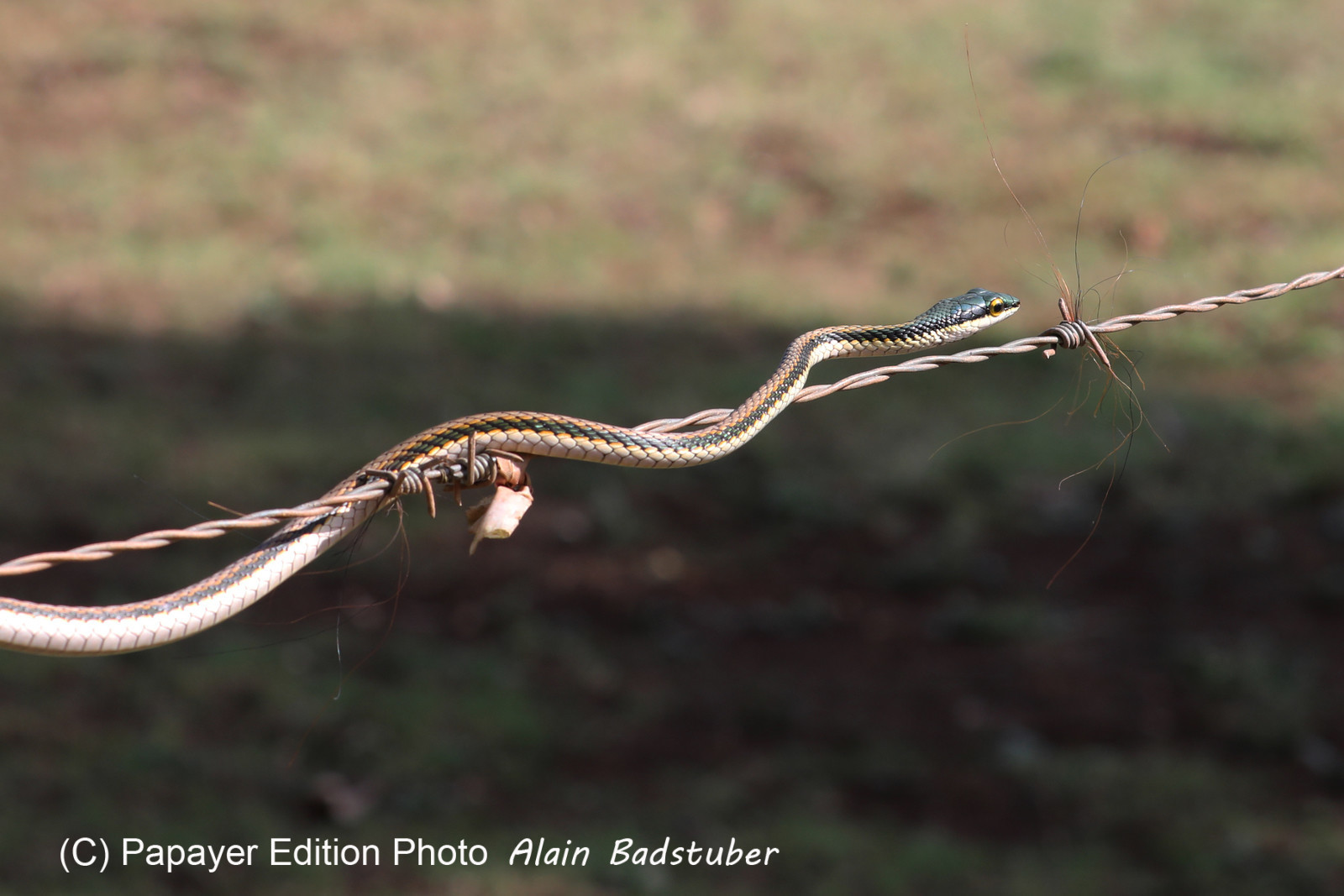Serpents du Belize, Parrot snake, Leptophis mexicanus