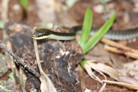 L'Australie à Cow Bay et Cape Tribulation en 2017