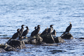 Faune et Flore de Suisse, 2022, Vaumarcus, Grands Cormoran