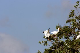 Images_Belize_2011_212