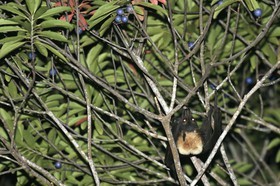 Mammifères à Cape Tribulation