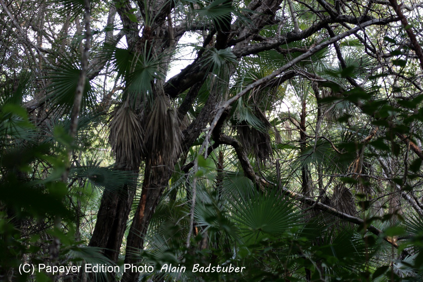 Images_Belize_2011_271