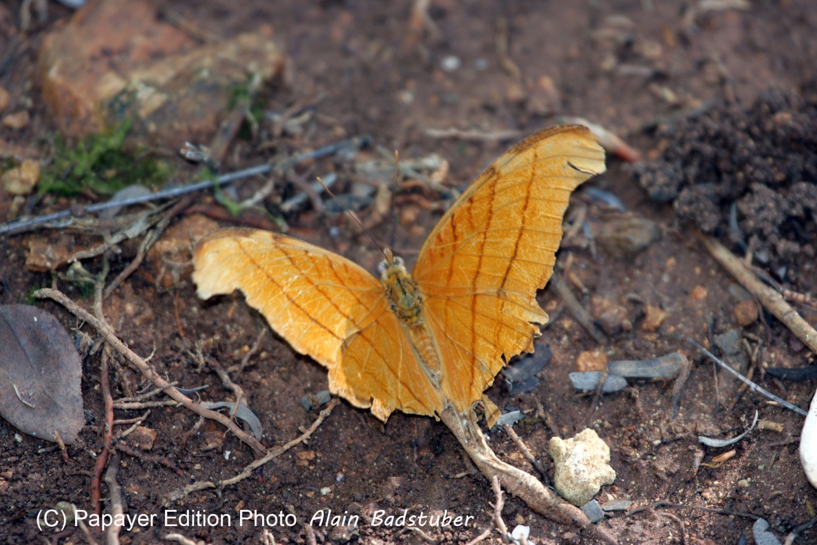 Images_Belize_2011_034