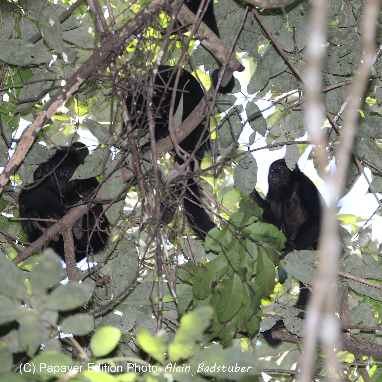 Singes hurleurs à Punta Gorda, Bélize