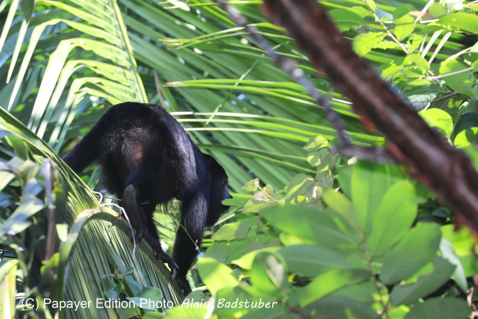 Singes hurleurs à Punta Gorda, Bélize