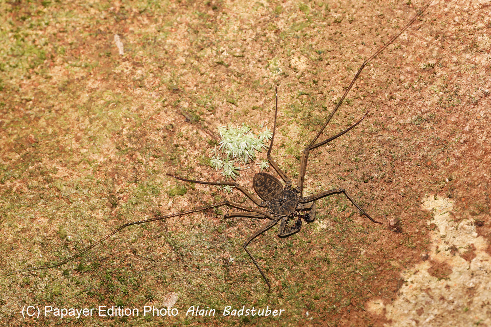 Quatre jours de terrain à Punta Gorda