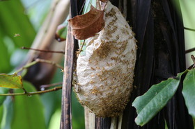 L'Australie à Cow Bay et Cape Tribulation en 2017